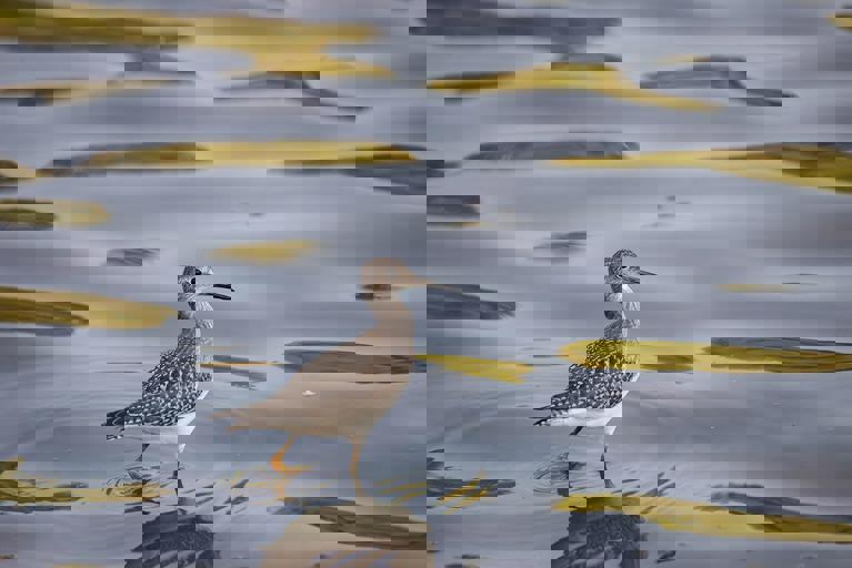 Wildlife Spotters Delight as Rare Shorebird Nests Along the Harbour